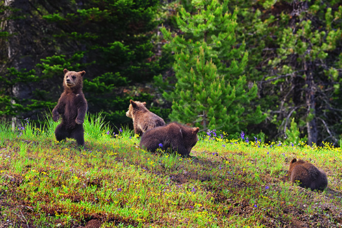 2020 grizzly cubs born to 399