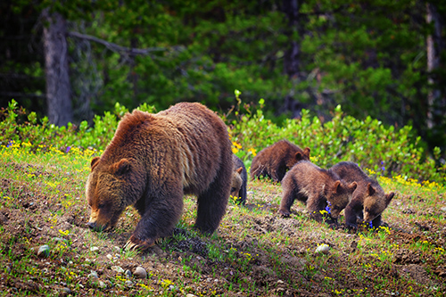 Grizzly 399 and her 2020 four cubs in Grand Teton National Park