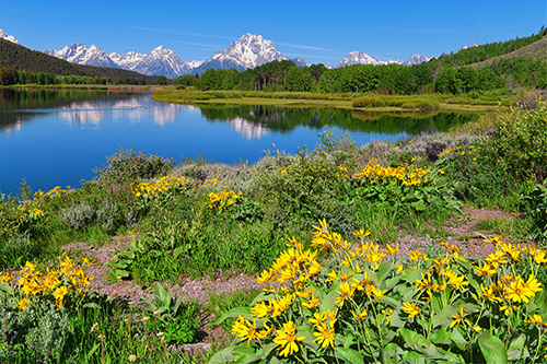 Spring at Oxbow Bend in Grand Teton National Park