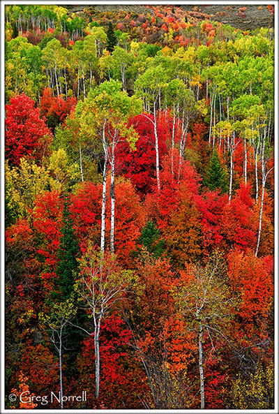 Idaho Autumn