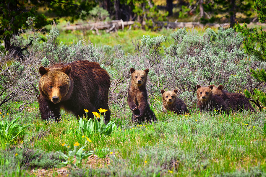 Teton Grizzly 399 with cubs