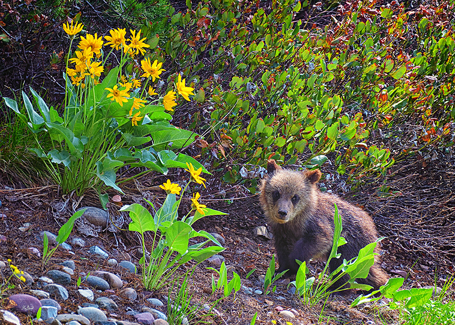 grizzly cub