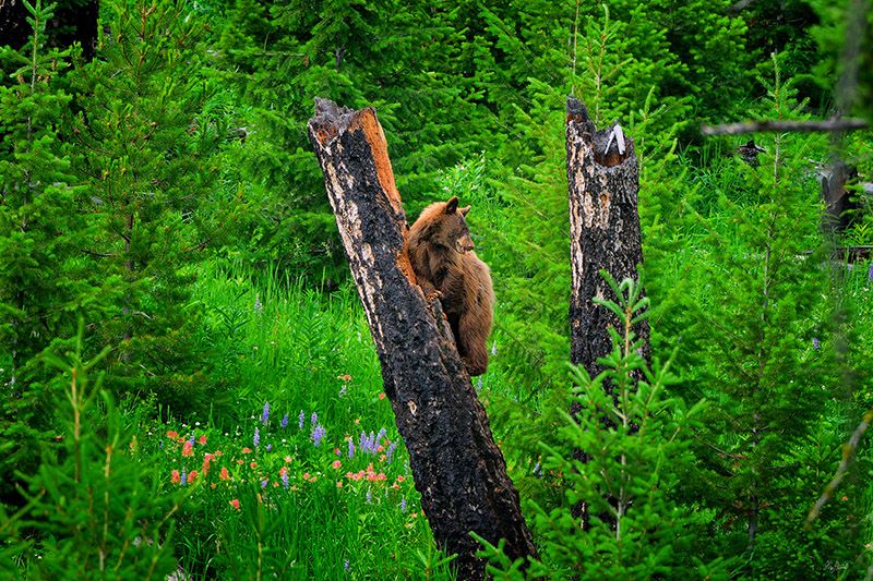 black-bear-in-a-tree.jpg